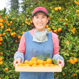 극조생 타이벡 타이백 감귤 노지 유라실생 제주 고당도 귤 가정용 3kg 5kg 10kg