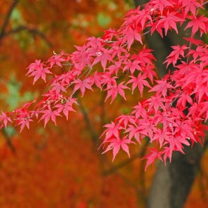 단풍나무 접목홍단풍 3년생 포트묘 관상수 조경수 묘목