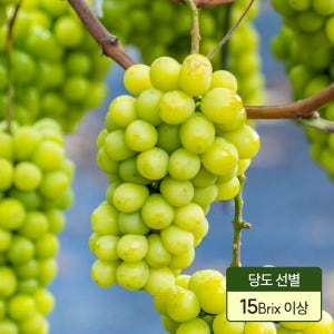 고당도 샤인머스캣 망고포도 경산 영천 산지직송 2kg
