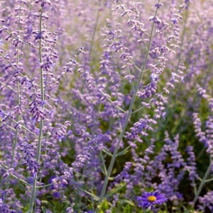 허브 러시안세이지 레이시블루 20cm 포트묘 야생화 묘목 정원식물