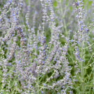허브 러시안세이지 실버블루 20cm 포트묘 야생화 묘목 정원식물