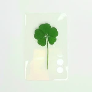 금전운 진짜 다섯잎클로버 코팅 카드 투명1장 부자 생일선물 행운부적 다이어리 새해 신년선물