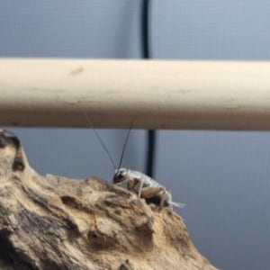 냉동 귀뚜라미 양서류 타란튤라 크레스티드 레오파드 게코 도마뱀 건조 먹이 식용 벌레