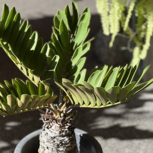풀집 동일품 발송 특대 멕시코 소철 Zamia furfuracea