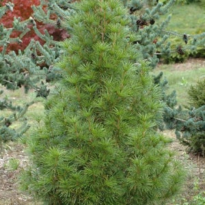 침엽수 금송 수고 50cm 포트묘 관상수 조경수 묘목