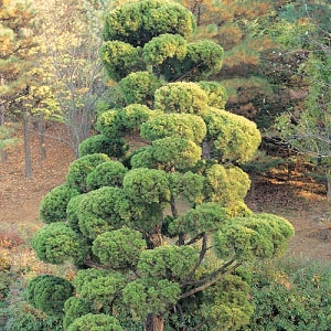 향나무 가이즈카 3년생 포트묘 관상수 조경수 침엽수 묘목