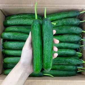 맛통령 국내산 미니오이 1kg 2kg