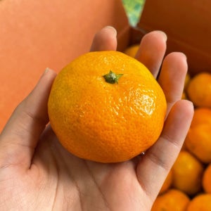 만다린 미국산귤 제주 진지향 서귀포 고당도 당도높은 타이벡 3kg 5kg 10kg