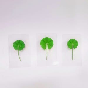 건강운 진짜 여섯잎 클로버 코팅카드 투명1장 생일선물 행운부적 다이어리 다꾸 새해 신년선물