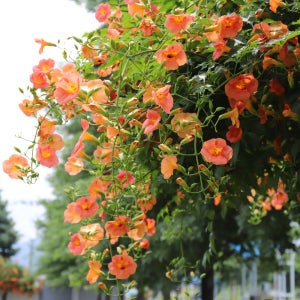 능소화 수고 60cm 포트묘 관상수 조경수 묘목