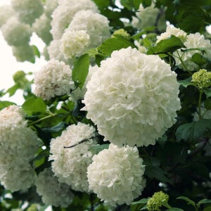 대왕설구화 차이니즈스노우볼 조직배양 2년 포트묘 관상수 조경수 묘목