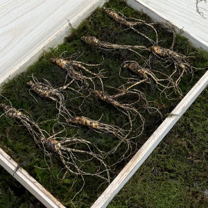 강원도 자연 산양삼 건강용 7-8년근 5-10뿌리 농약무 품질보증 장뇌삼