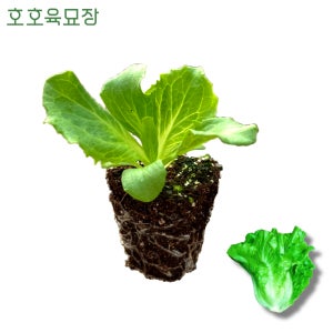 아삭이 상추 청생채 모종 2개