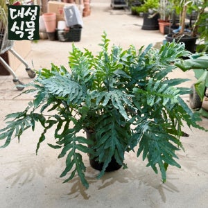 블루스타펀 고사리 (H80) 대품 인테리어식물 대형 공기정화 키우기쉬운 대성식물