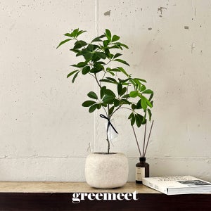 그리밋 인조나무 화분 조화 인테리어 쉐프렐라 홍콩야자 생화같은 리얼플랜트