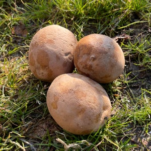 25년 햇 감자 포슬 두백감자 3kg 5kg 카스테라 못난이 제철