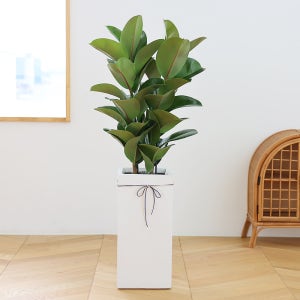 개업화분 배달 축하 오픈 꽃배달 전국 서울 인천 카페 축하난 사무실이전