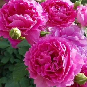 세헤라자드 - 스탠다드장미 오리엔티스 와인핑크색 월동 외목대 연속개화 향기 사계장미 꽃나무친구