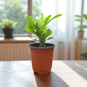 아데니움석화 바오밥나무 10cm 포트 20개