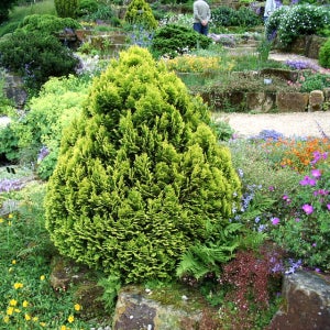 측백나무 황금측백 3년생 포트묘 관상수 조경수 침엽수 묘목