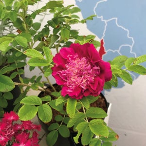 향수겹 해당화 폼폰퍼퓸 수고 30cm 포트묘 관상수 조경수 묘목