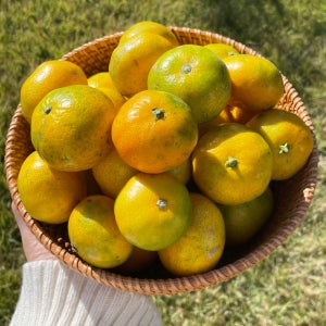 제주 노지 귤 10kg 5kg 3kg 조생귤 밀감 유라조생 유라실생