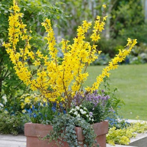 왜성 직립형 개나리 미니골드 수고 20cm 포트묘 관상수 조경수 묘목