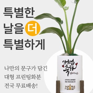 [전국배송] 프린팅 되는 더 큰 원형화분 개업 승진 금전수 몬스테라 극락조 안시리움 뱅갈고무나무