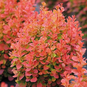 매자나무 플로렌스 3년생 포트묘 12cm 관상수 조경수 묘목