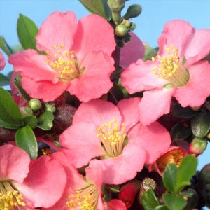 명자나무 연 수고 30cm 포트묘 관상수 조경수 묘목