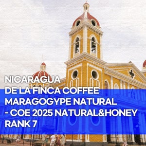 (커피생두) 221 니카라과 델라핀카커피 마라고지페 내추럴-COE 2025 내추럴/허니 부문 7위 3kg
