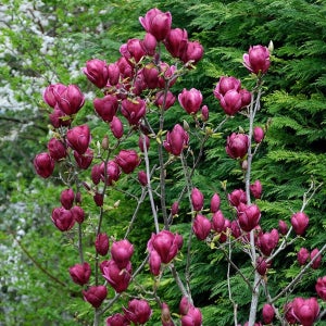 목련 지니 접목 2년 포트묘 관상수 조경수 묘목