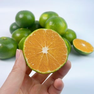 제주 하우스 유라 감귤 25년 첫 출하 고당도 하우스 감귤 1.5kg 2.5kg 4.5kg