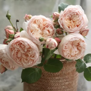 핑크 메이크업 - 티앤랑 15cm포트 사계 접목 향기 중국 수입 정원 화단 장미 꽃나무친구