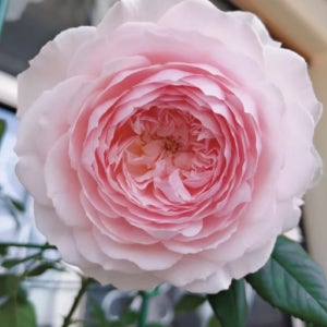 미사키- 향기 최고급 일본 장미 수입 관목 정원 화단 땅 장미 꽃나무친구 일본