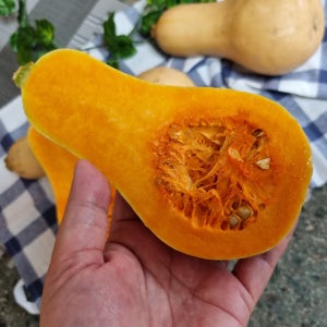 제주 땅콩호박 버터넛스쿼시 2kg 5kg