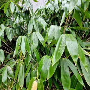 왜성 대나무 엘리어스 8분얼 포트묘 관상수 조경수 묘목