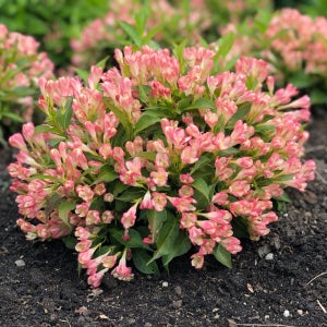 왜성 병꽃나무 올썸머피치 3년생 포트묘 14cm 관상수 조경수 묘목