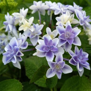 수국 피터팬 10cm 포트묘 관상수 조경수 묘목