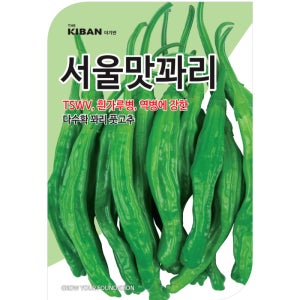 씨앗공장 더기반 서울맛꽈리 내병계 꽈리고추 씨