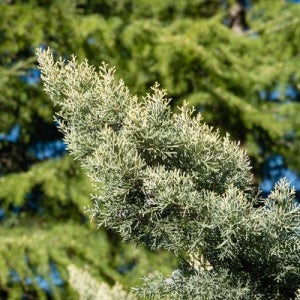 사이프러스 셀프레아 수고 50cm 포트묘 관상수 조경수 침엽수 묘목