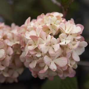 분홍설구화 핑크오데마리 수고 40cm 에어포트묘 관상수 조경수 묘목