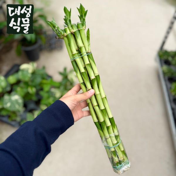 개운죽 한묶음 40cm 수경식물 키우기쉬운식물 공기정화 미세먼지제거 대성식물