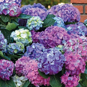 수국 LA드림 13cm 포트묘 관상수 조경수 묘목