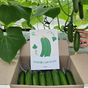 국내산 미니 오이 1.5kg 신선 야채 샐러드용 피클용 아침수확 신선채소