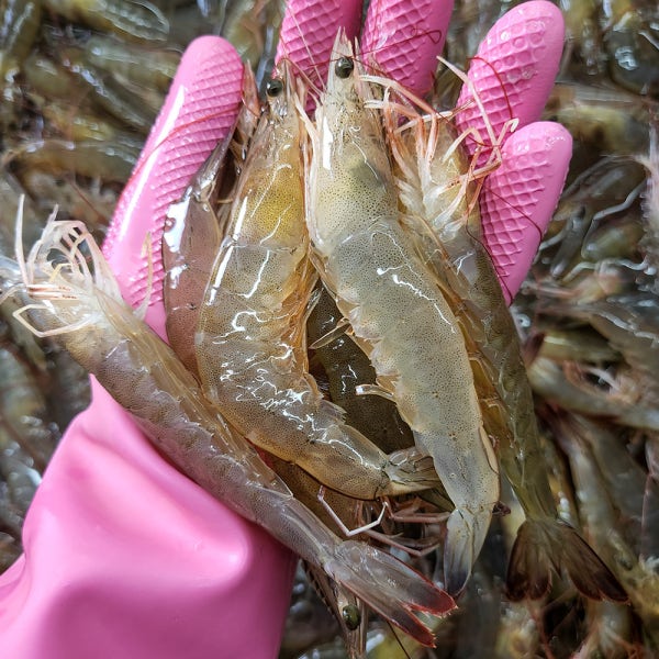 국산 흰다리새우 활새우 1kg 왕새우 생새우 새우철 제철