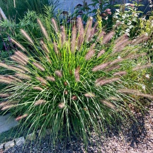 그라스 수크령 카시안 C4 화분묘 정원수 관상수 갈대