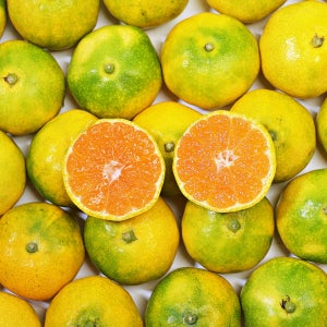 조생 노지감귤 유라조생 타이백 타이벡귤 5kg 10kg 제주 산지직송