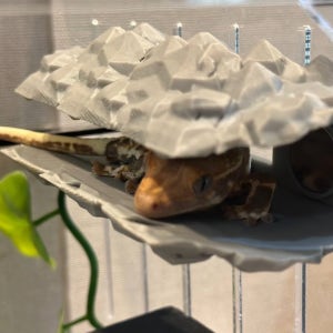 테라돔 도마뱀 은신처 크레스티드게코 파충류 사육장 안식처 암석