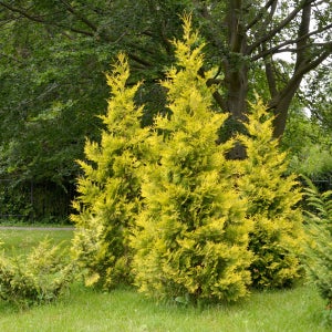서양 측백나무 골든브라반트 수고 30cm 포트묘 관상수 조경수 침엽수 묘목